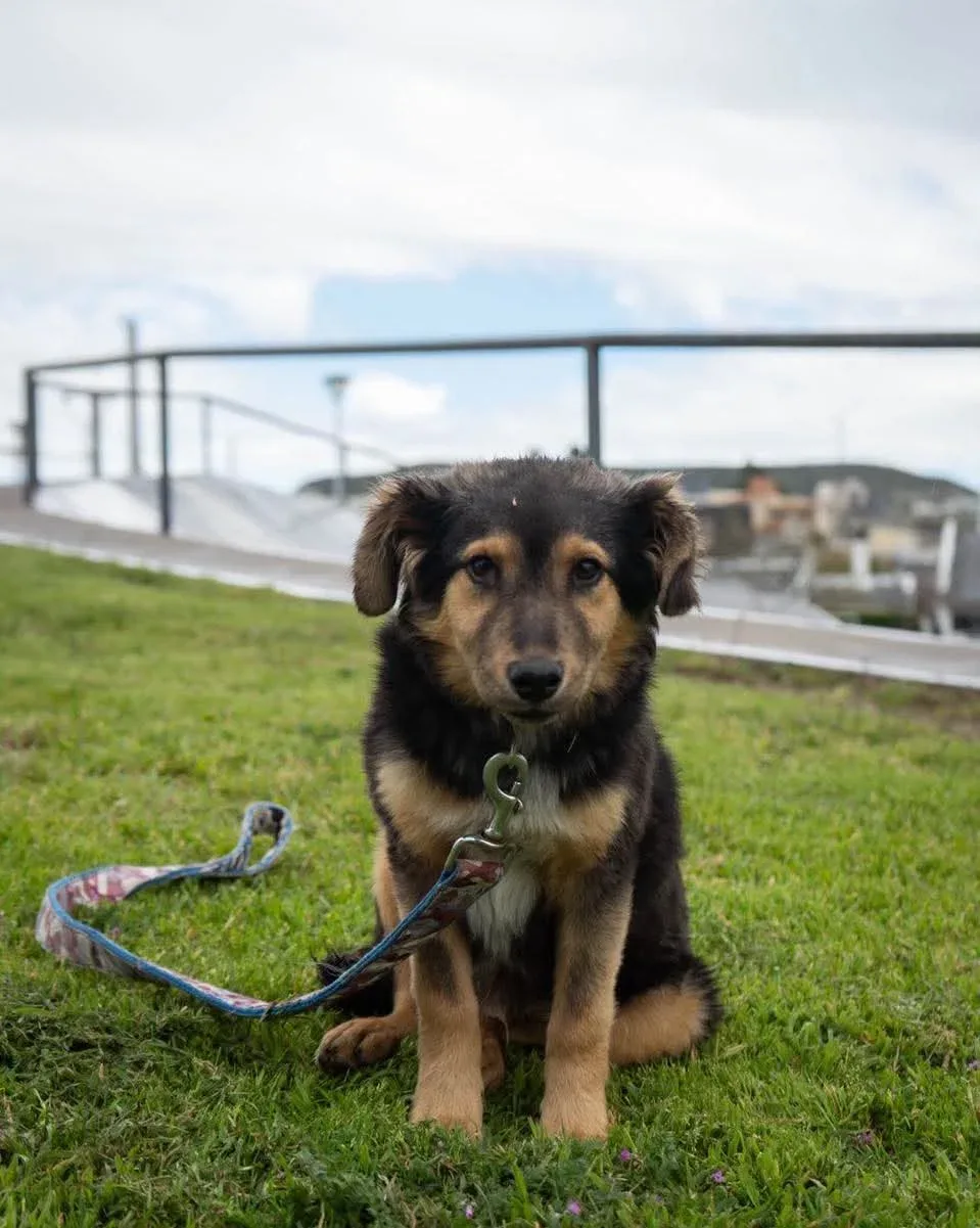 Perros en adopción y convocatoria de paseadores en Rada Tilly
