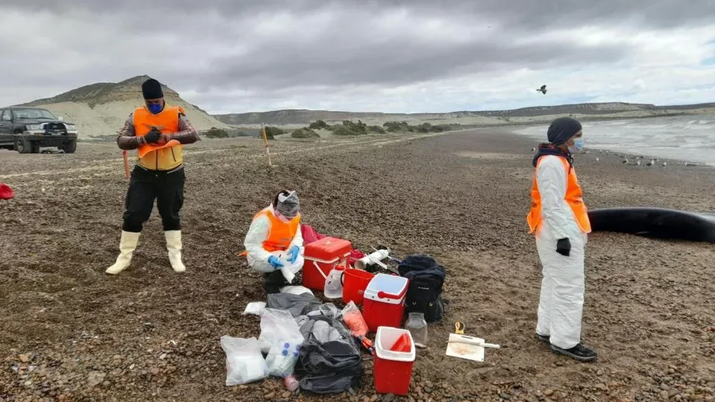 Monitoreo sanitario por varamientos de ballenas en Chubut