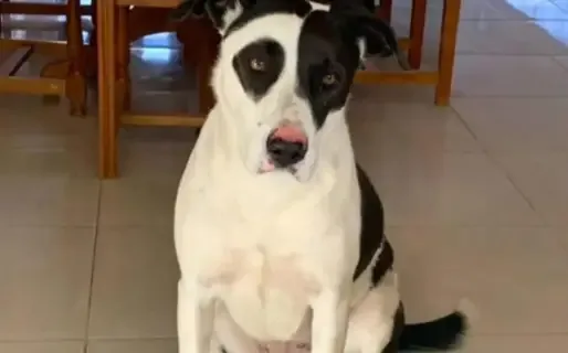 Sigue la búsqueda de Frida en Rada Tilly con recompensa de $500.000