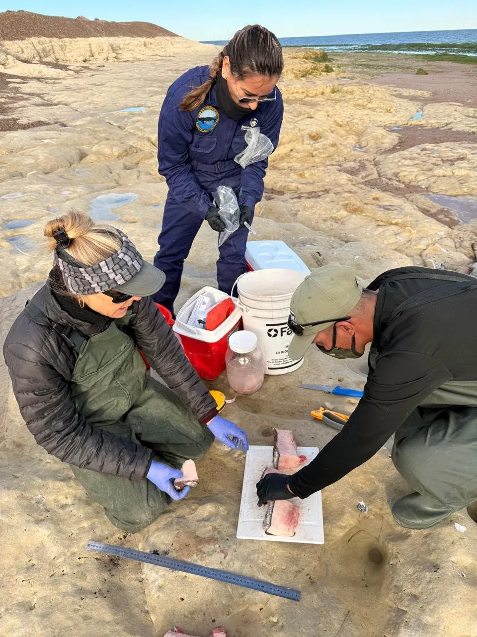 Monitoreo sanitario por varamientos de ballenas en Chubut