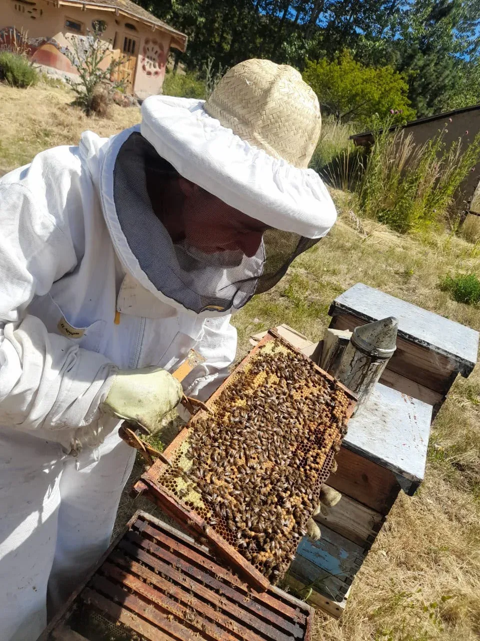 Aceites de plantas regionales muestran potencial contra la varroa