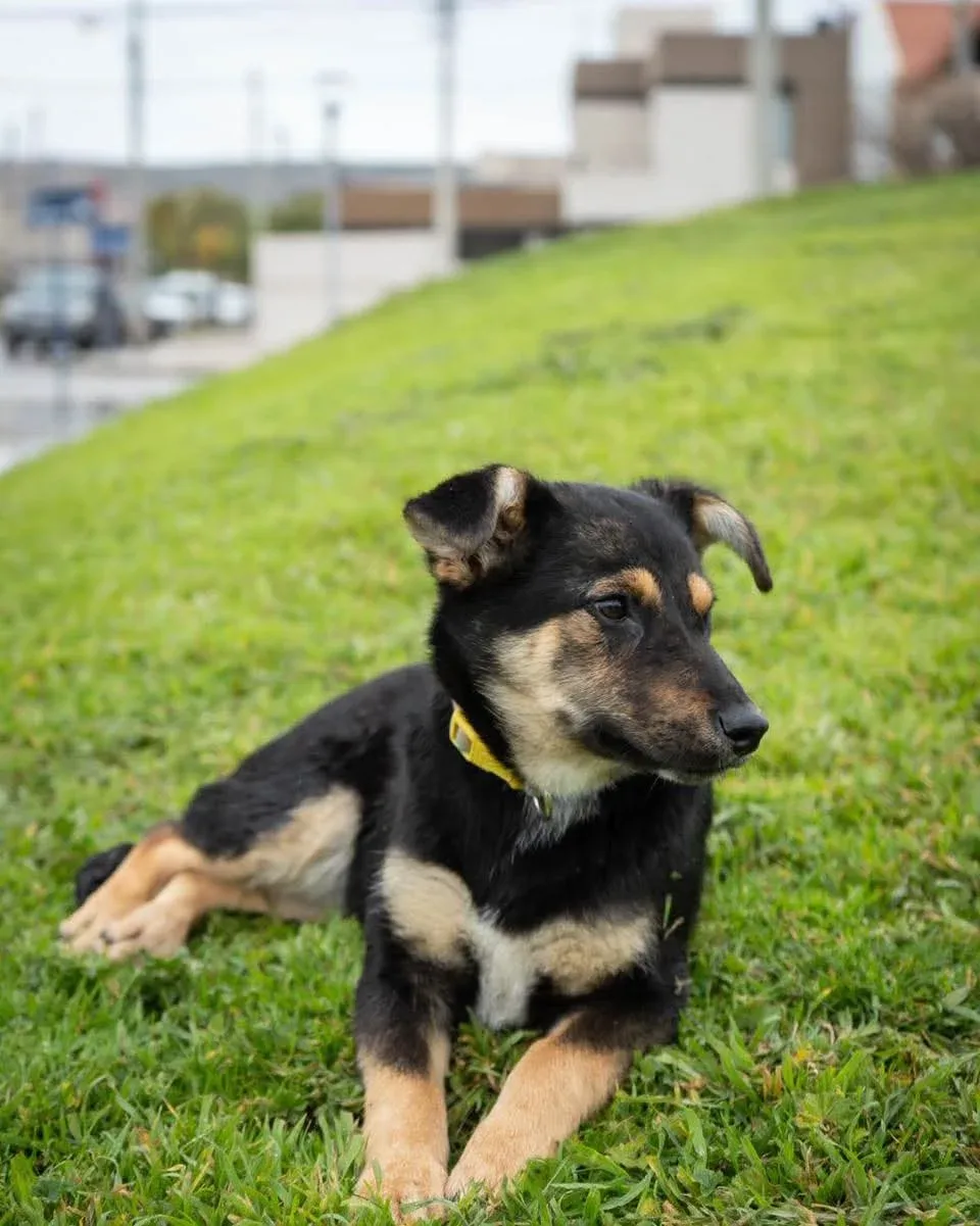 Perros en adopción y convocatoria de paseadores en Rada Tilly